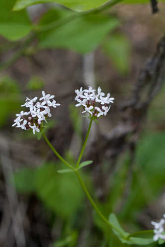 Valerianella longiflora #53